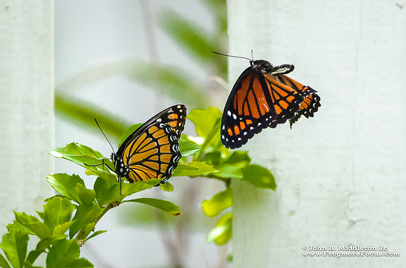 Viceroy Courting