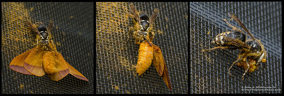 Hornet w Moth Triptych