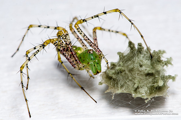 Green Lynx Spider with Egg Sac