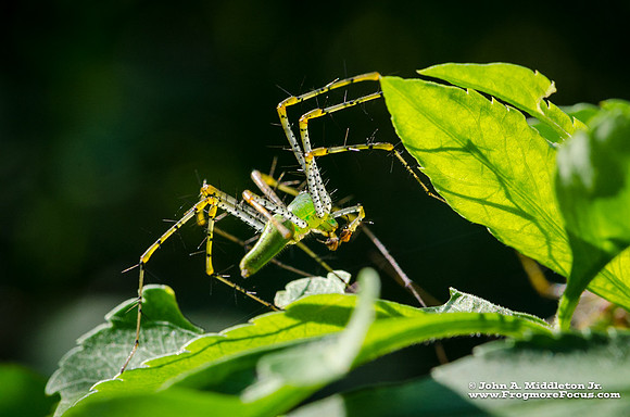 Green Lynx Spider (male)