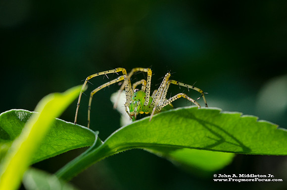 Green Lynx Spider (female)