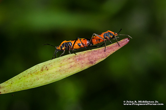 Large Milkweed Bug