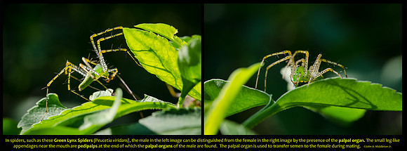 Green Lynx Spider (male & female)