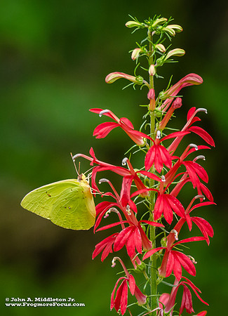 Cloudless Sulfur & Cardinal Flower