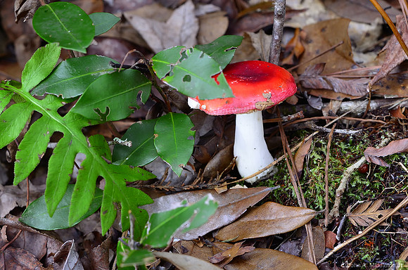 Forest Mushroom