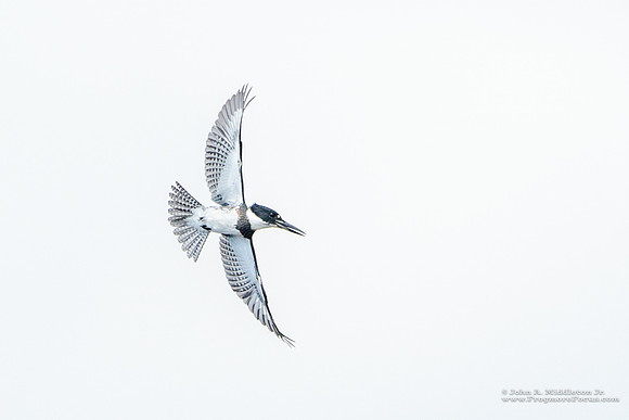 Belted Kingfisher