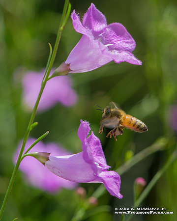 False Foxglove and Honeybee