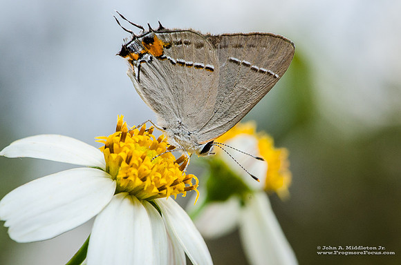 Gray Hairstreak