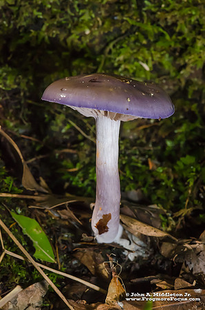 Purple Is "In"