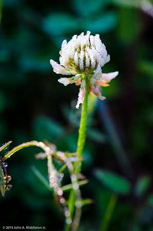 White Clover
