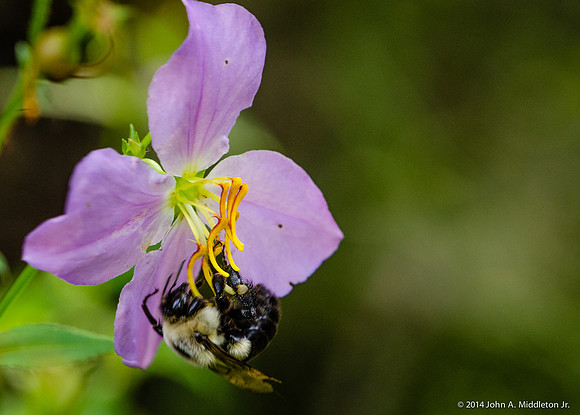 Bumblebee on Meadow Beauty
