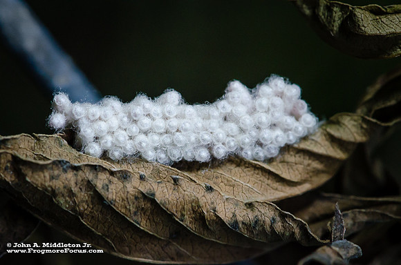 Delicate Egg Mass