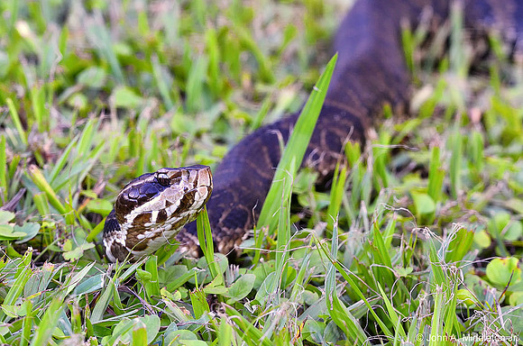 Water Moccasin (Agkistrodon piscivorus)