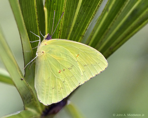 Cloudless Sulfur Butterfly (Phoebis sennae)