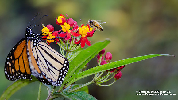 Honeybee and Monarch
