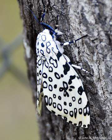 Great Leopard Moth (Hypercompe scribonia)
