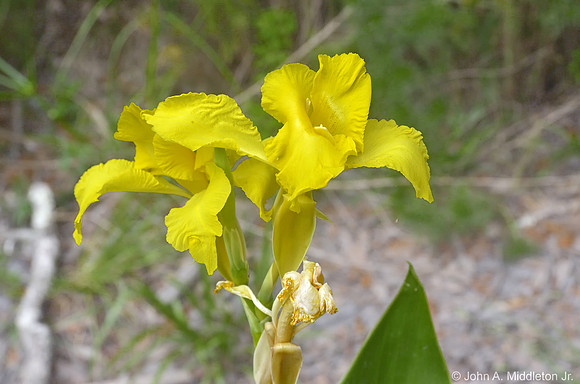 Golden Canna