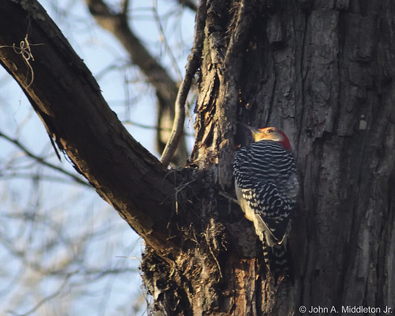 Red-bellied Woodpecker Hunting
