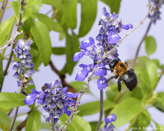 Bumblebee at Sage