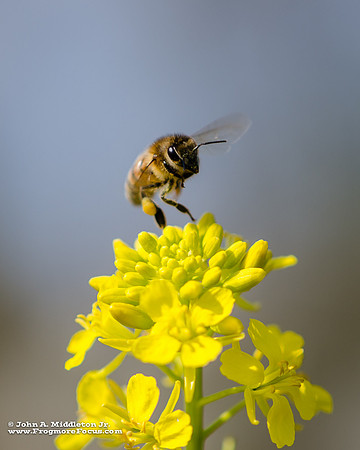Honeybee on Mustard