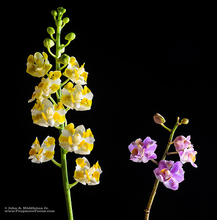 Doritis champorensis