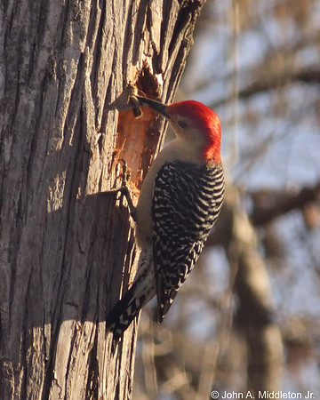 Red-bellied Woodpecker with Moth