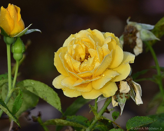 Yellow Knock-Out Rose