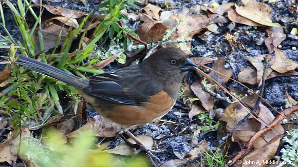 Female Eastern Towhee at Dawn