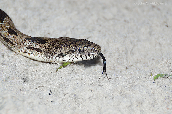 Gray Rat Snake