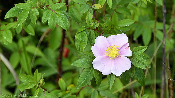 Wild Rose