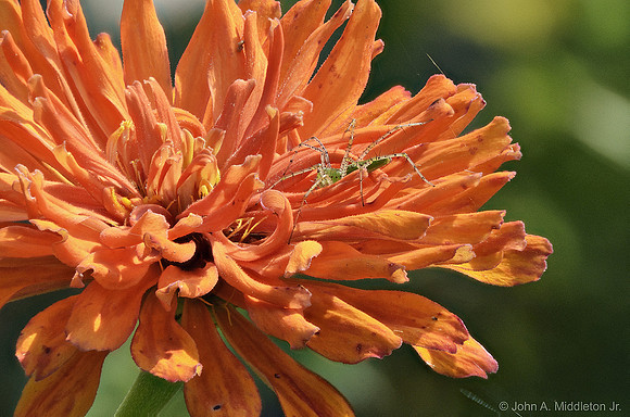 Garden Spider Hunting On Zinnia