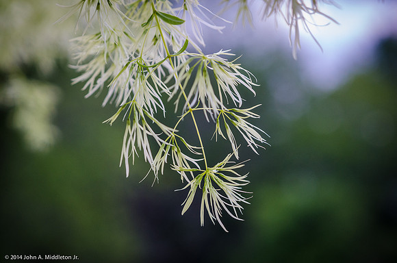 Fringe Tree Detail