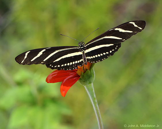 Zebra Butterfly
