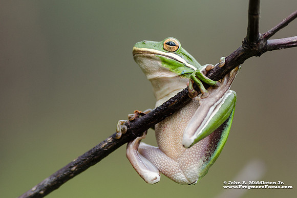 Green Tree Frog