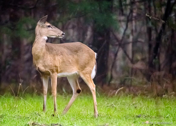 Mature Whitetail Doe