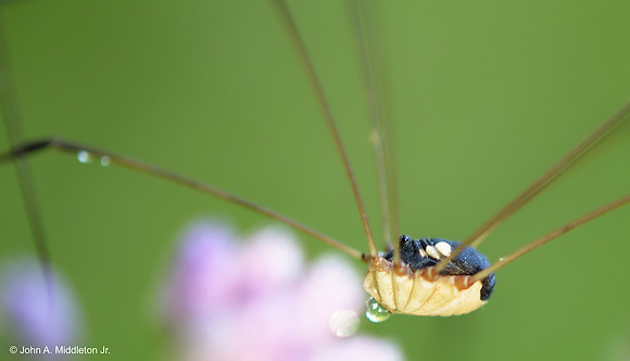Daddy Longlegs