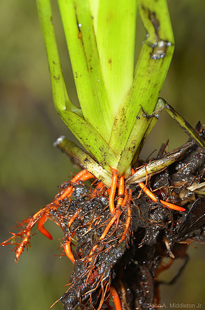 Why Carolina Redroot is called Redroot