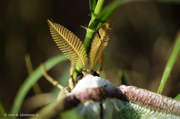 Luna Moth Antennae