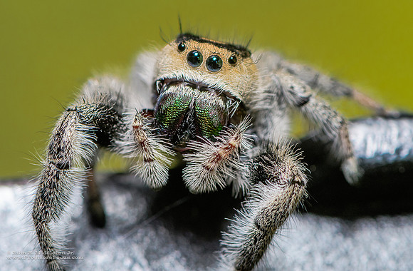 Regal Jumping Spider