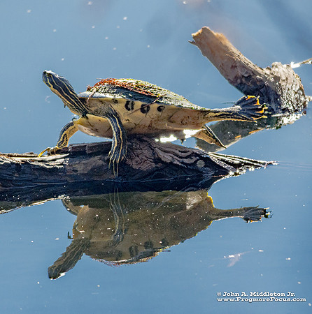 Florida Cooter