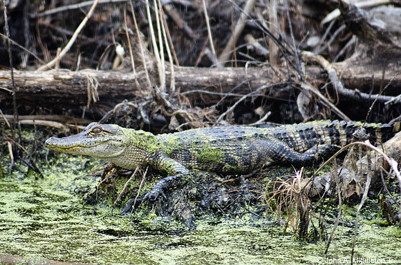 Alligator on the Bank