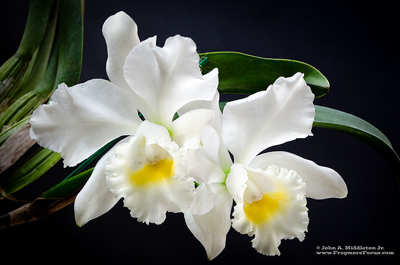BLC Wendy Tanaka x C Little Dipper "Golden Eye"