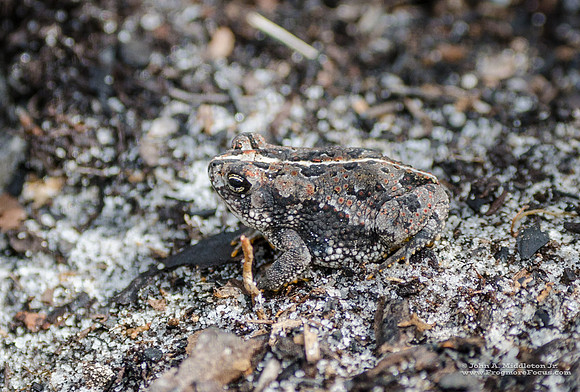 Oak Toad