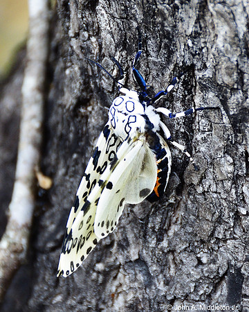 Great Leopard Moth (Hypercompe scribonia) - Abdomen Displayed