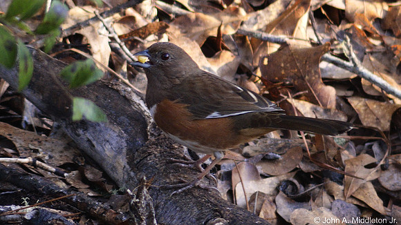 Eastern Towhee (female)