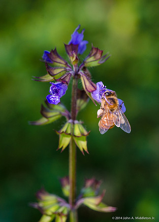 Honeybee on Lyre Leaf