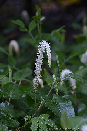 Lizard's Tail (Saururus cernuus).