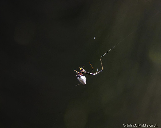 Solder Drop Spider