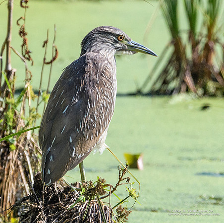 Black-crowned Night Heron (juvenile)