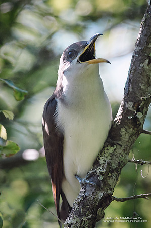 Yellow Billed Cuckoo